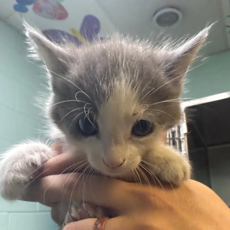 A baby small-sized male Gray / Blue / Silver American Shorthair cat named Casper for adoption in Jacksonville, AR