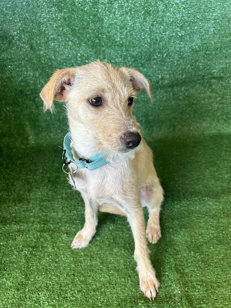 A young medium-sized female Apricot / Beige Terrier dog named Jessie for adoption in San Ysidro, CA