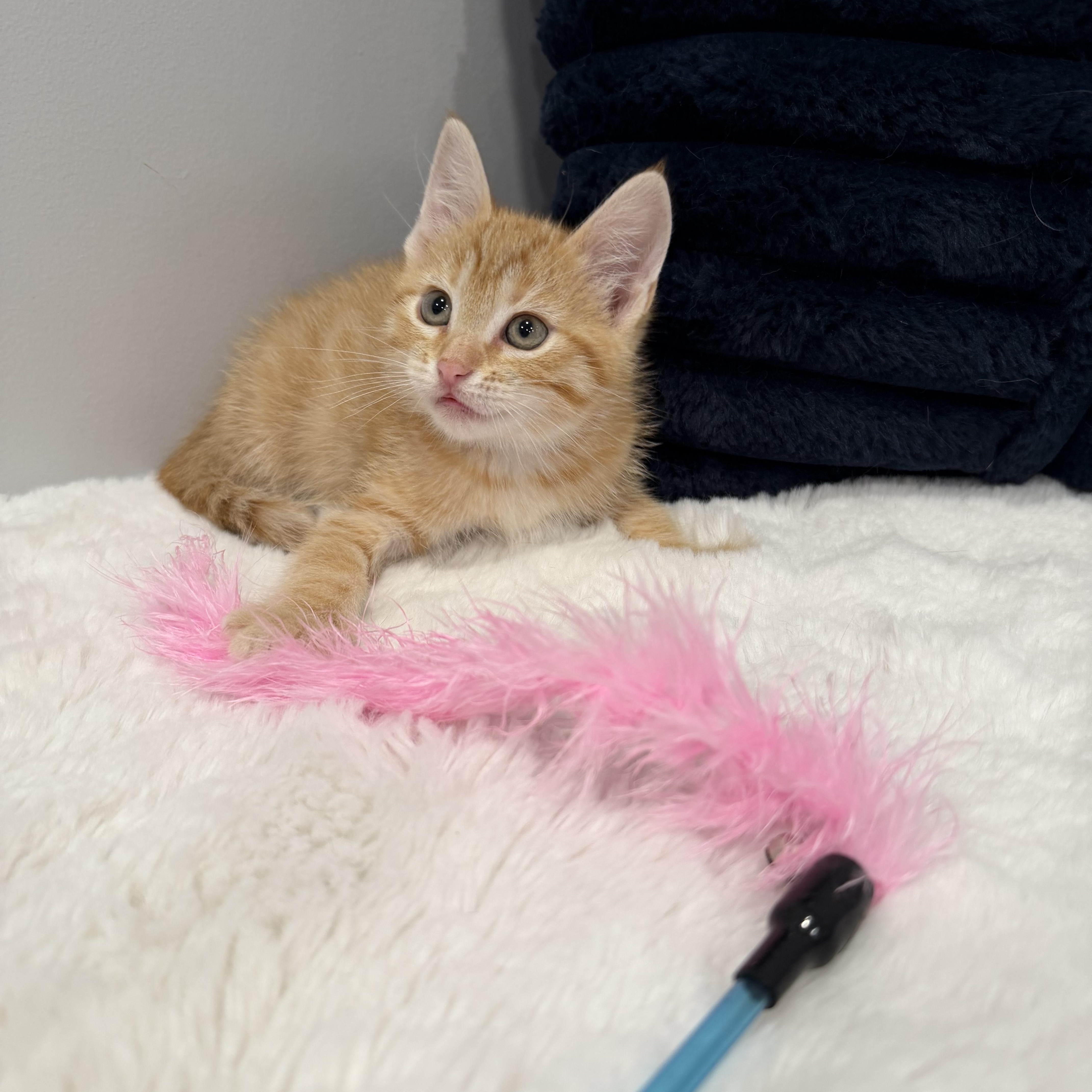 Valencia thumbnail 3