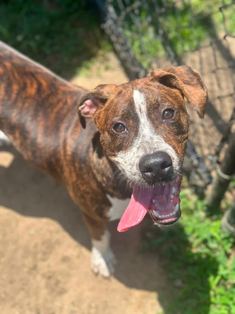 A young medium-sized male Brindle Hound dog named Bubby for adoption in Stafford, VA
