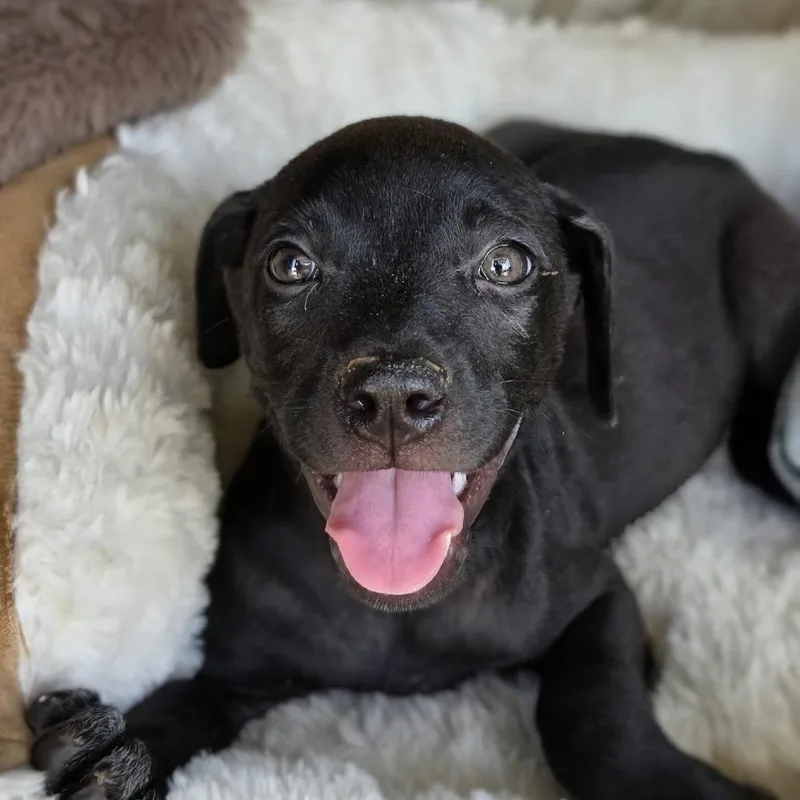 A baby medium-sized female Black Labrador Retriever dog named Darky for adoption in Cleveland, TX