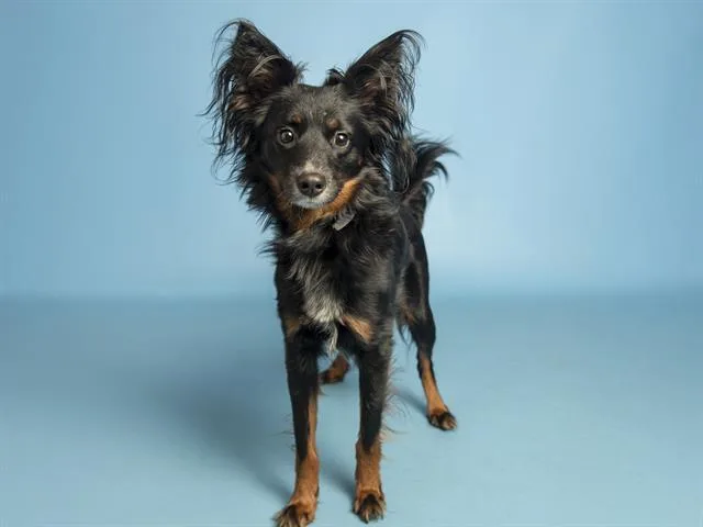 A young small-sized male Papillon dog named Jake for adoption in Phoenix, AZ