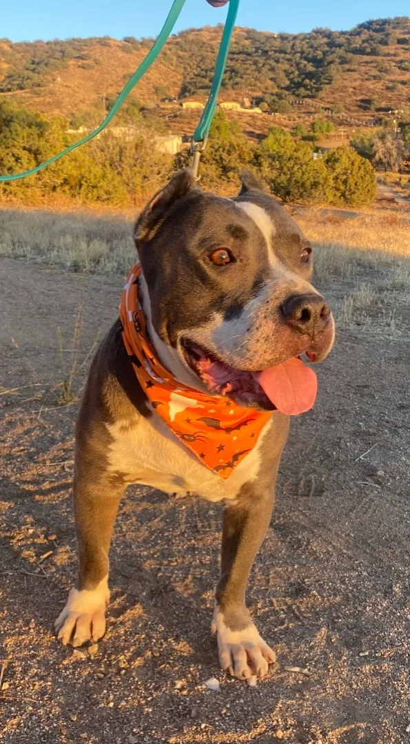 Awesome Fun Easy Silly thumbnail 2