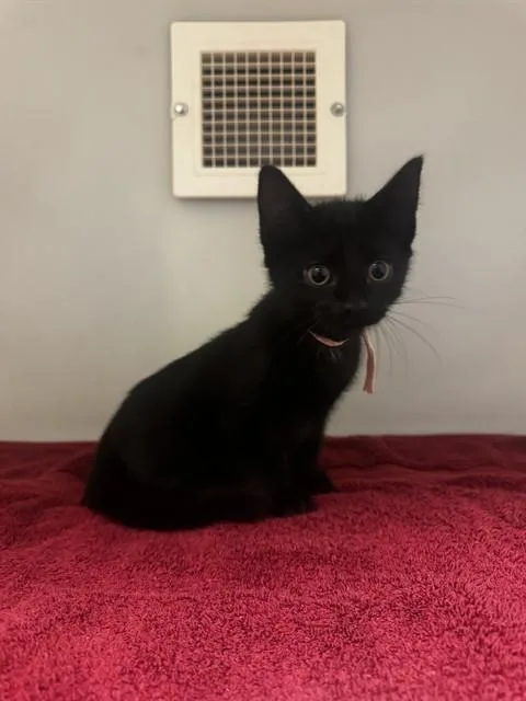 A baby small-sized female Domestic Short Hair cat named Shadow for adoption in Statesville, NC