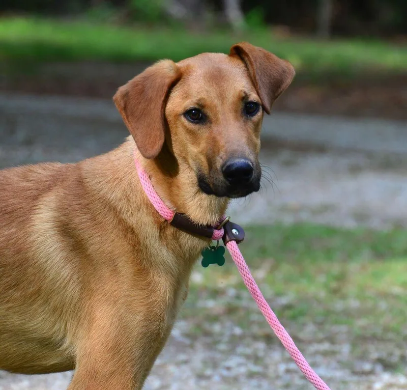 A young large-sized female Red / Chestnut / Orange Labrador Retriever dog named Lainey for adoption in Willingboro, NJ