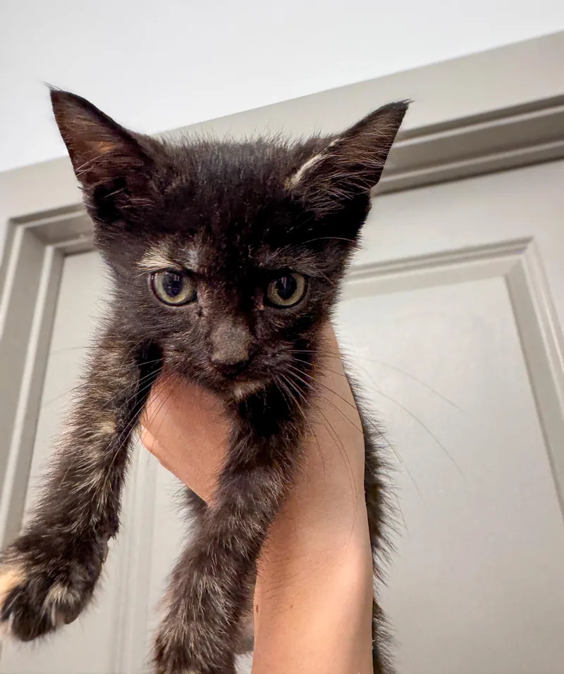 A baby medium-sized female Tortoiseshell cat named Soleste for adoption in Columbia, SC