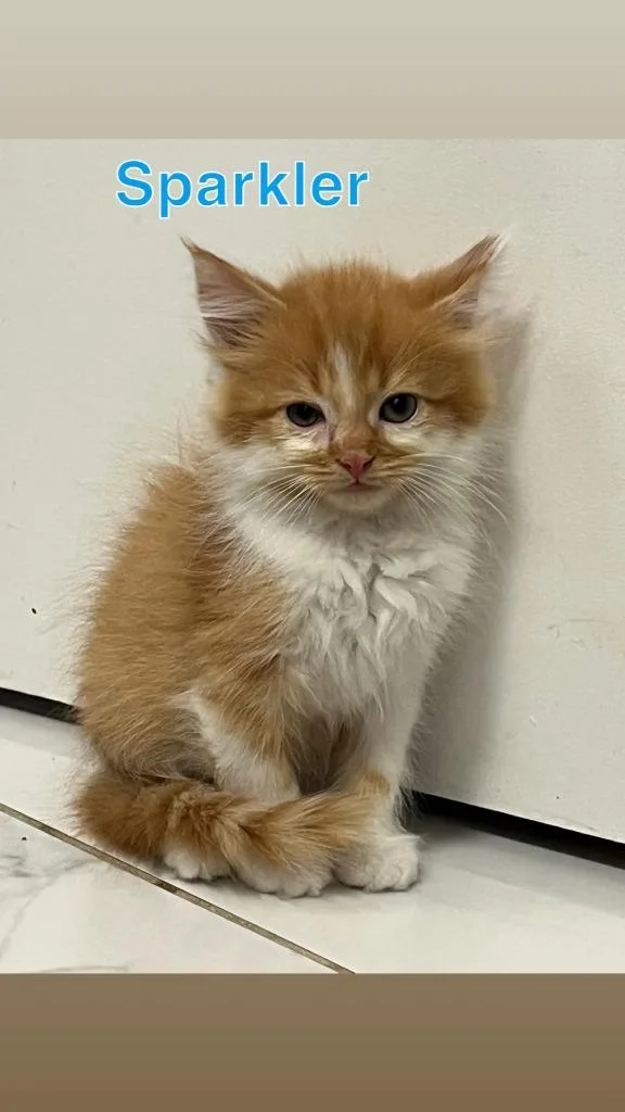 A baby medium-sized male Domestic Medium Hair cat named Sparkler for adoption in Johnson City, TN