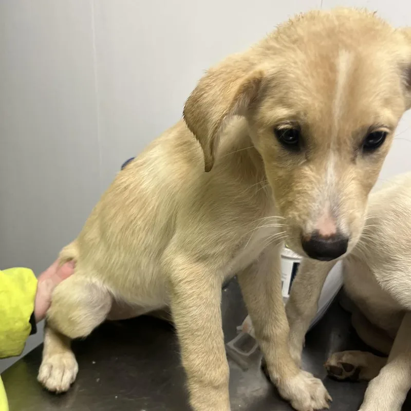 A baby medium-sized male White / Cream Mixed Breed dog named Tigger for adoption in Mount Gilead, NC