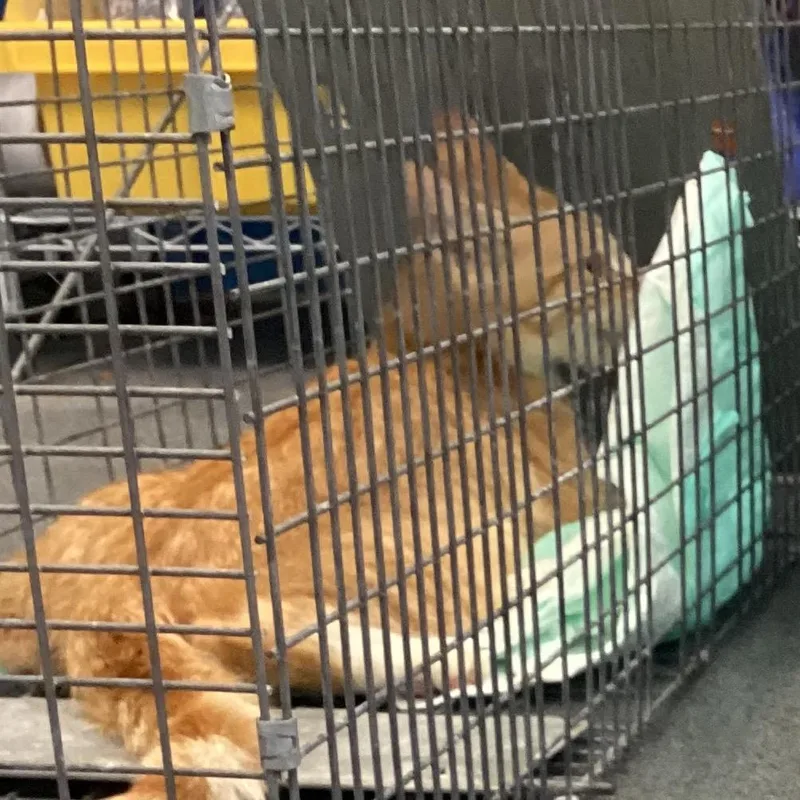 A young medium-sized female Orange / Red Domestic Short Hair cat named Mellow for adoption in Montgomery, AL