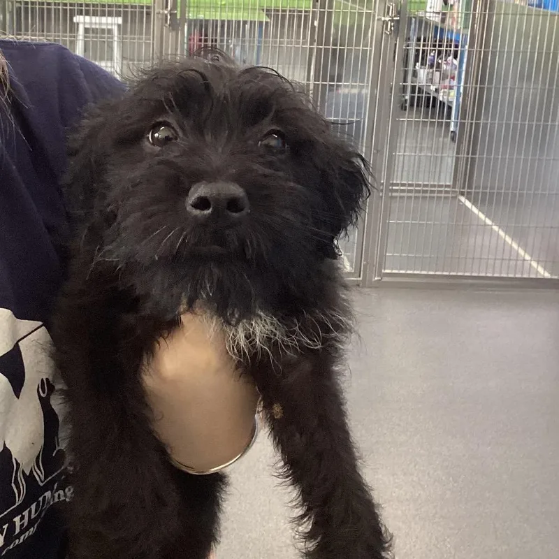 A baby small-sized male Black Terrier dog named Roman for adoption in Montgomery, AL
