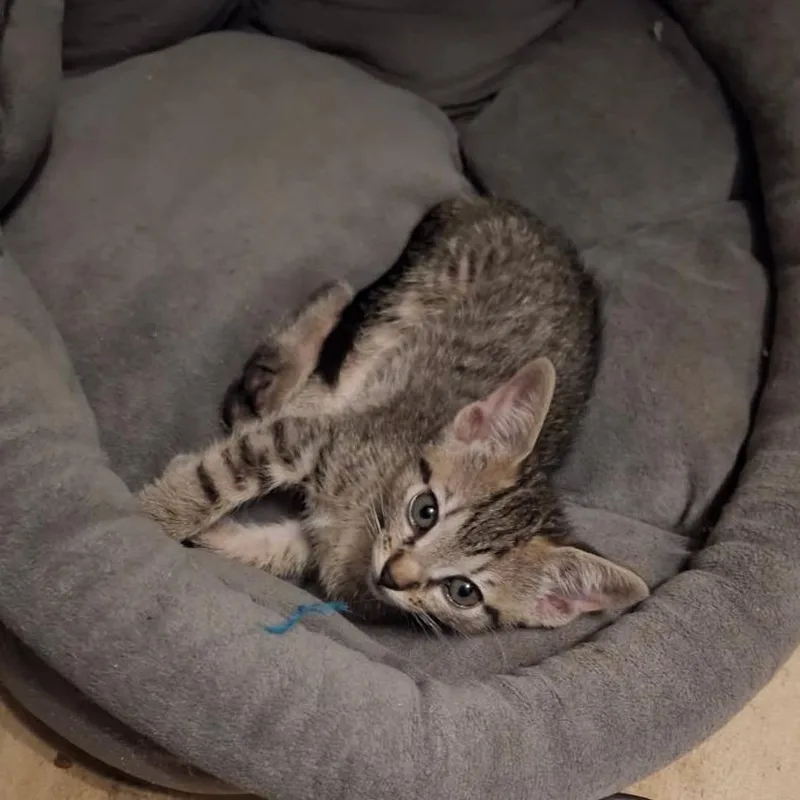A baby small-sized female Gray / Blue / Silver Domestic Short Hair cat named Lulu for adoption in Webster, TX