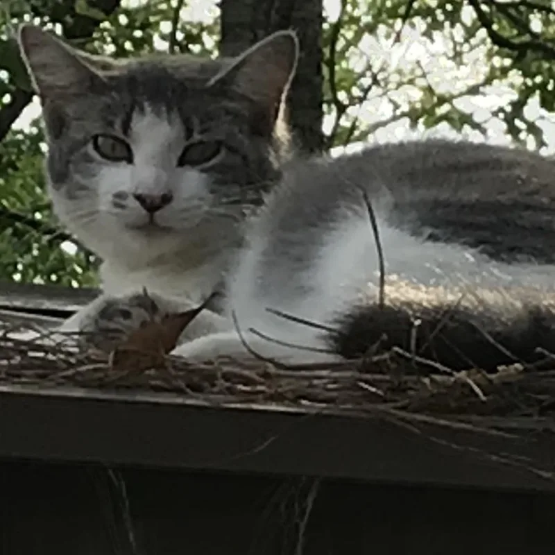 A young small-sized female Gray / Blue / Silver Domestic Short Hair cat named Cutie Pie for adoption in Livingston, TX