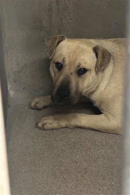 A young medium-sized male Pit Bull Terrier dog named Bob for adoption in San Bernardino, CA