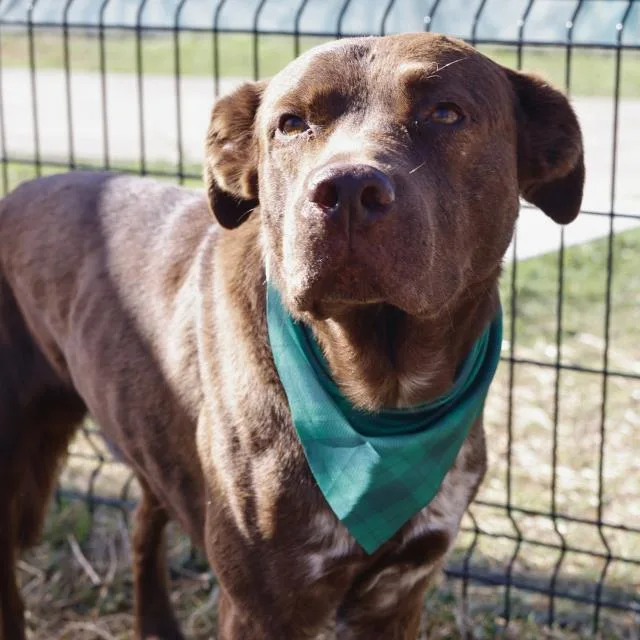 An adult large-sized male American Staffordshire Terrier dog named Rocko for adoption in San Antonio, TX