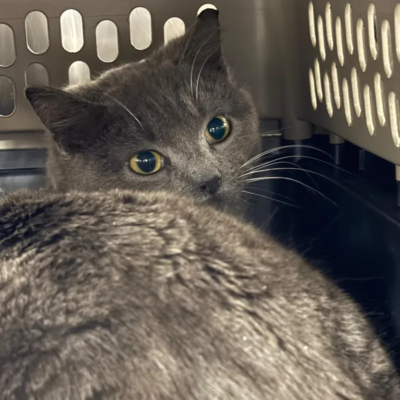 An adult medium-sized male Gray / Blue / Silver Domestic Short Hair cat named Saylor for adoption in Salt Lake City, UT