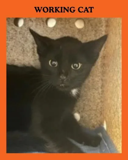 A young small-sized female Domestic Short Hair cat named Reese for adoption in Missoula, MT