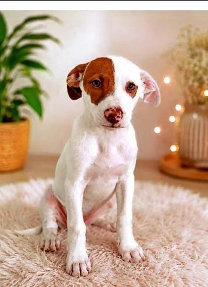 A baby small-sized female Labrador Retriever dog named Maggie for adoption in Washington, DC