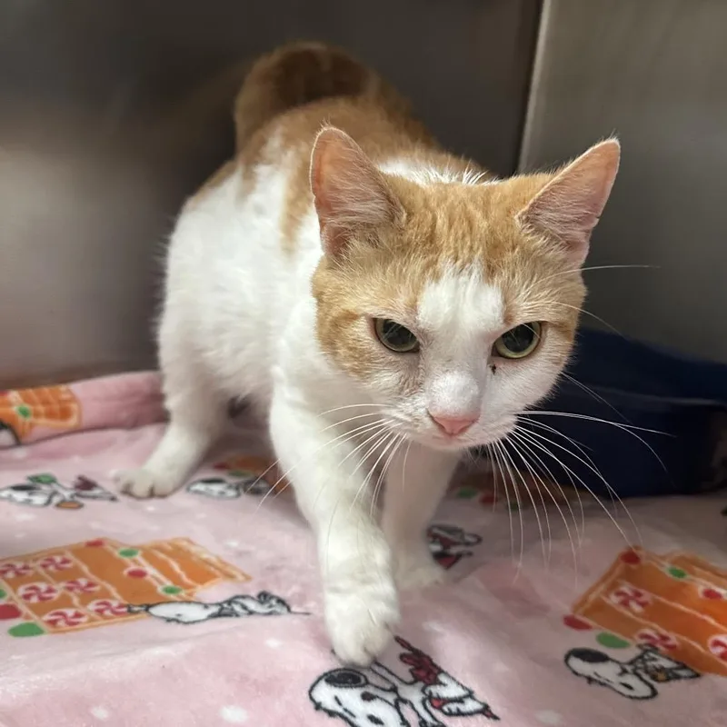 An adult medium-sized female Orange / Red Domestic Short Hair cat named Serotonin for adoption in Titusville, FL