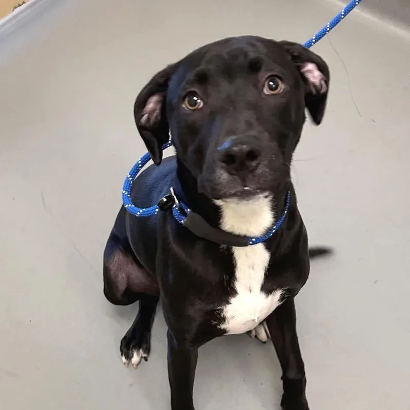 Jitterbug thumbnail 2