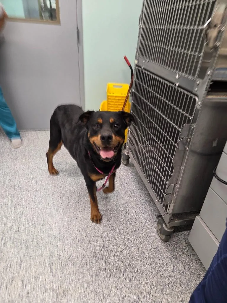 An adult extra large-sized female Rottweiler dog named Roxy for adoption in Athens, TN