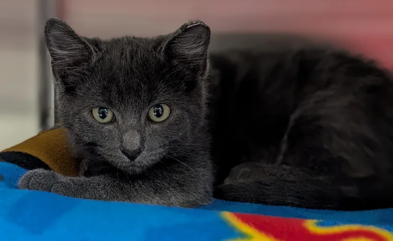 A baby medium-sized male Gray / Blue / Silver Domestic Short Hair cat named Sam I Am for adoption in Jefferson, WI