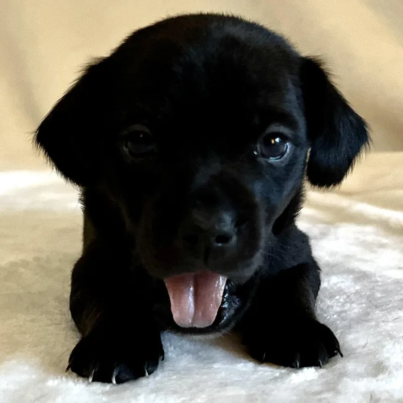 A baby small-sized female Chihuahua dog named Merida for adoption in Liverpool, TX