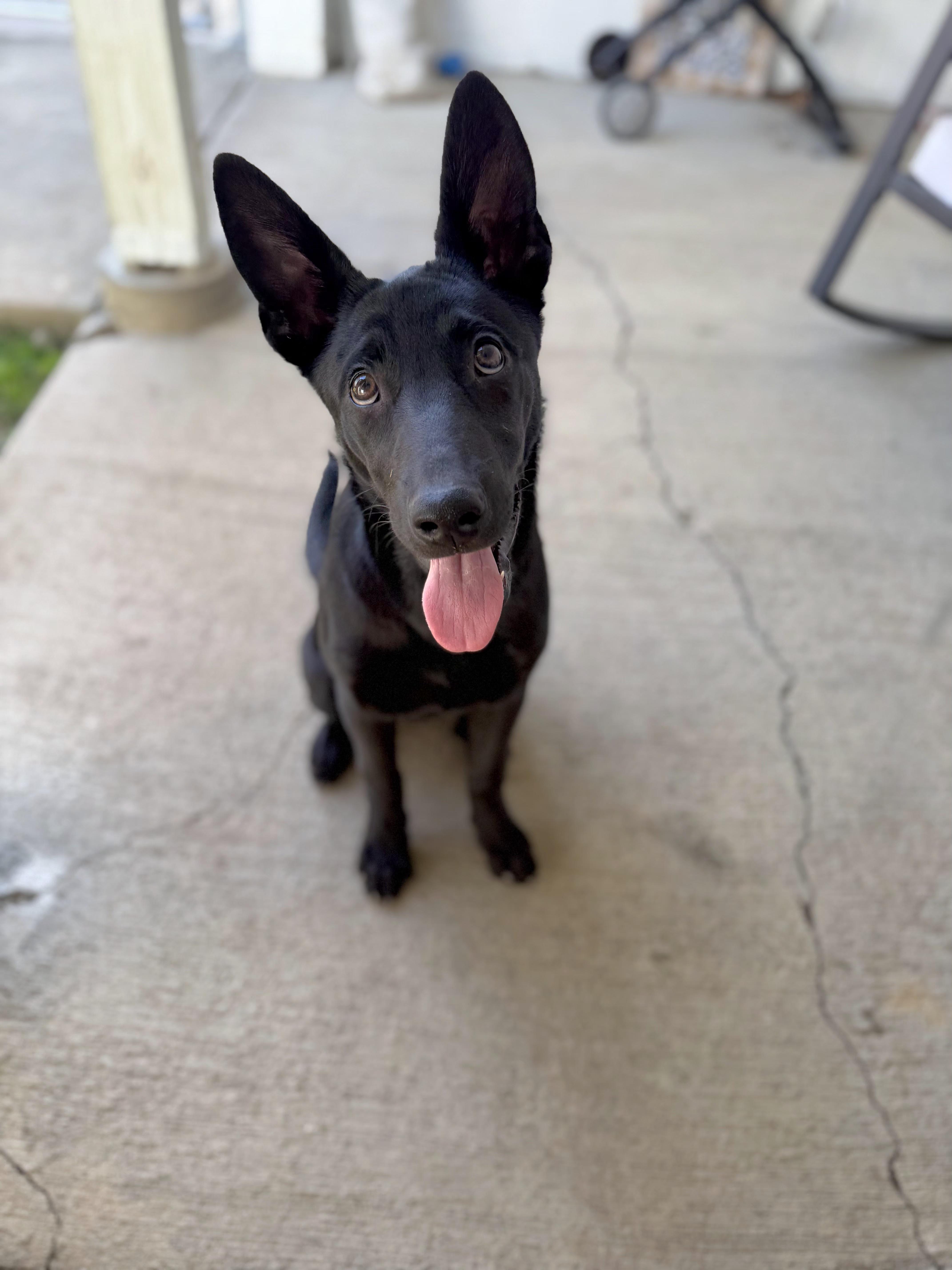 A baby large-sized female Black German Shepherd Dog dog named Oakley for adoption in Salamanca, NY