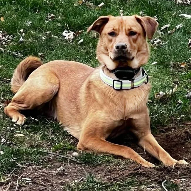 A baby medium-sized female Golden German Shepherd Dog dog named Love for adoption in Pittstown, NJ