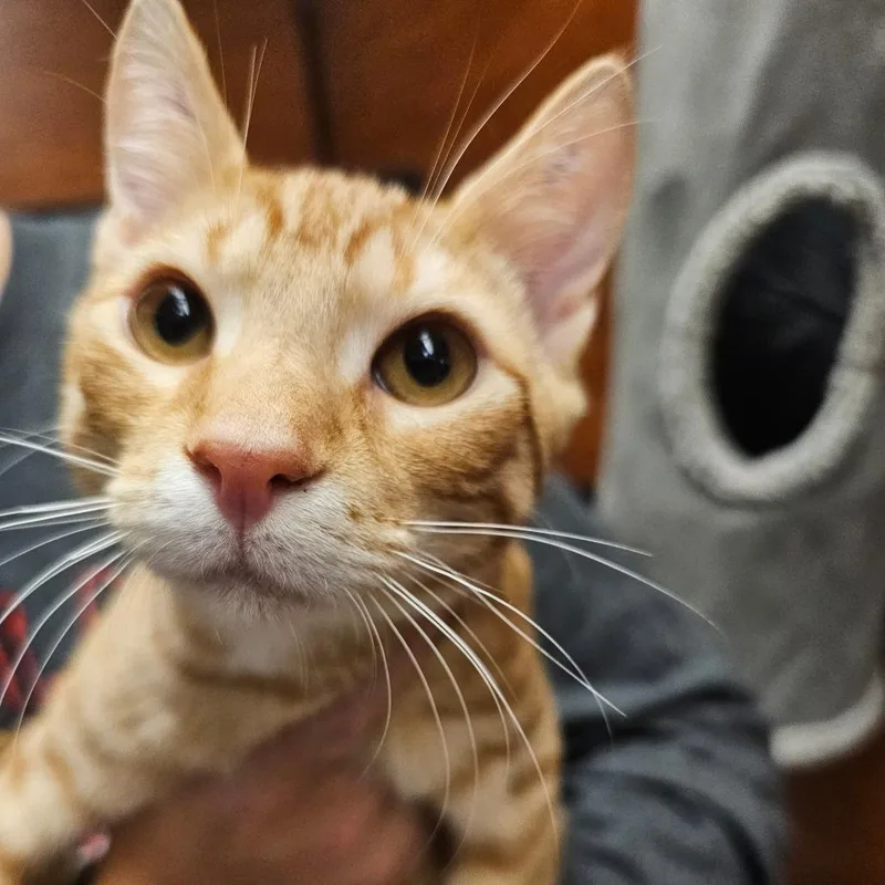 A baby small-sized male Orange / Red Domestic Short Hair cat named Pine Sol for adoption in Frederick, MD
