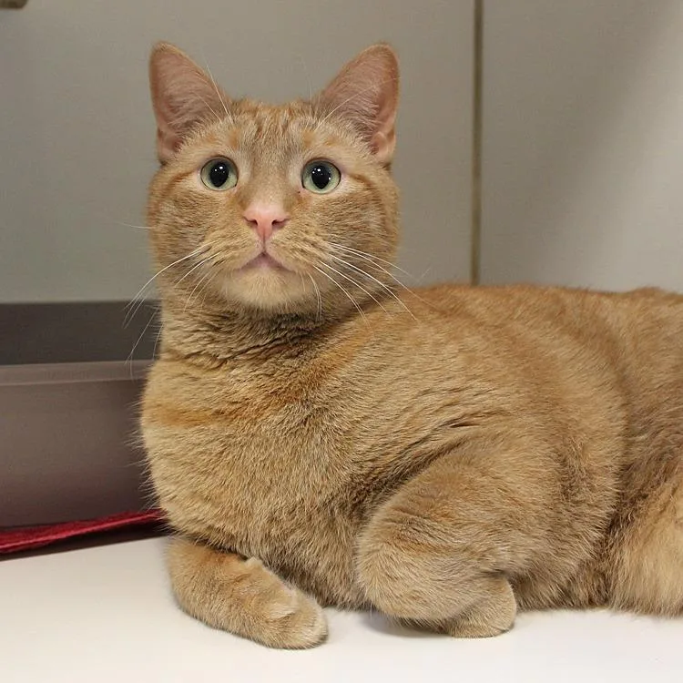 A senior extra large-sized male Orange / Red Domestic Short Hair cat named Peach for adoption in Baltimore, MD