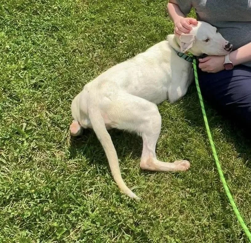 A young medium-sized female Tricolor (Brown, Black, & White) Whippet dog named Ansley for adoption in Middletown, CT