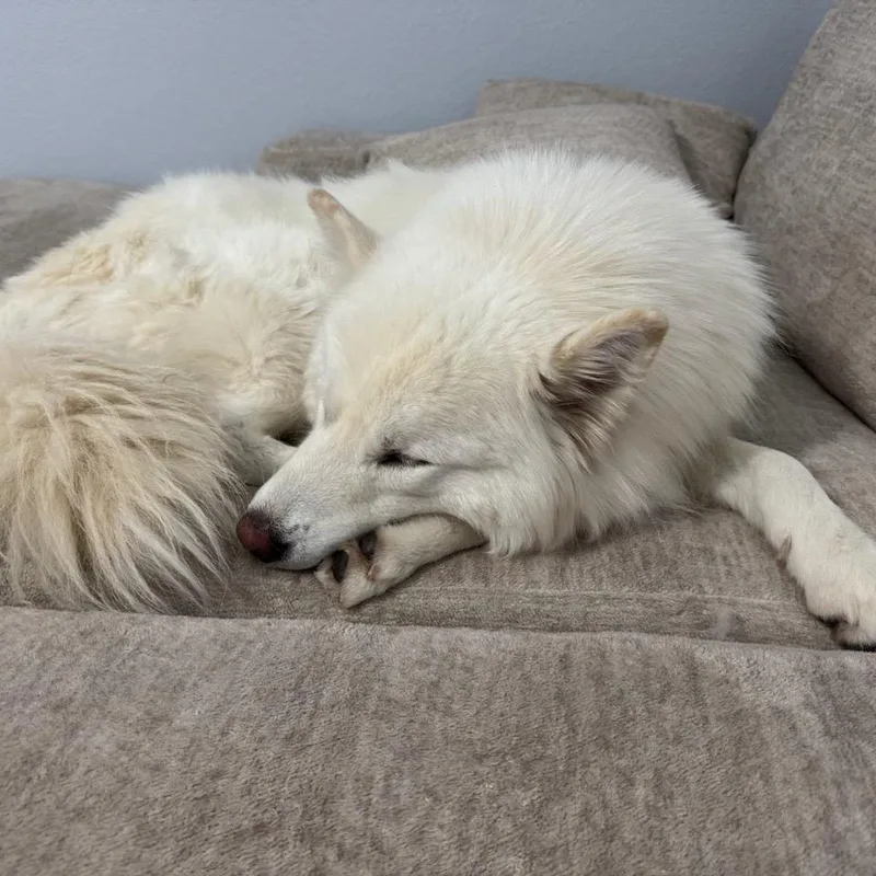 Koda