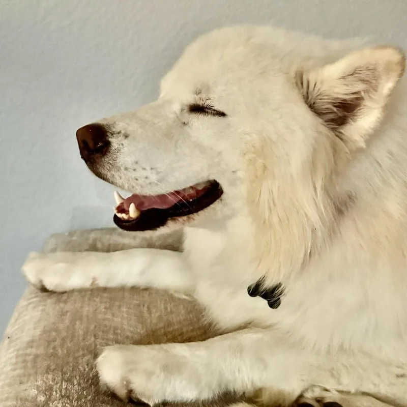 Koda thumbnail 2