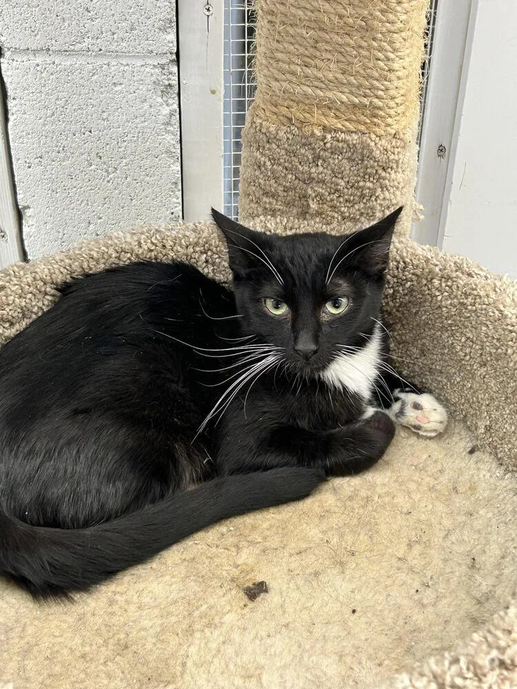 A young small-sized female Black & White / Tuxedo Domestic Short Hair cat named Avery for adoption in Ontario, CA