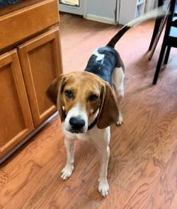 A young large-sized male Treeing Walker Coonhound dog named Fernando for adoption in Leawood, KS