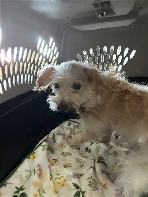 An adult small-sized male Terrier dog named Casper for adoption in San Antonio, TX