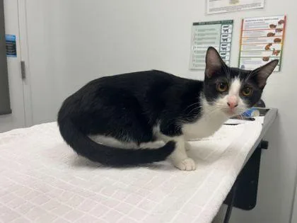 A baby medium-sized female Black Domestic Short Hair cat named Reflected Light for adoption in Kansas City, MO