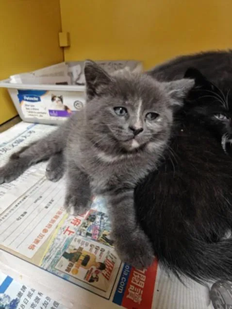 A baby small-sized female Domestic Short Hair cat named Iris for adoption in Los Angeles, CA
