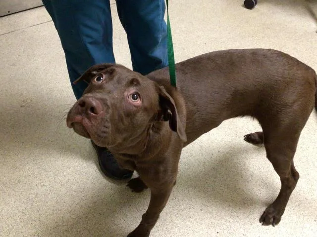 A young medium-sized female Labrador Retriever dog named Sammie for adoption in Riverside, CA