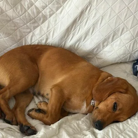 An adult medium-sized female Brown / Chocolate Retriever dog named Stevie Nicks for adoption in Fairfax Station, VA