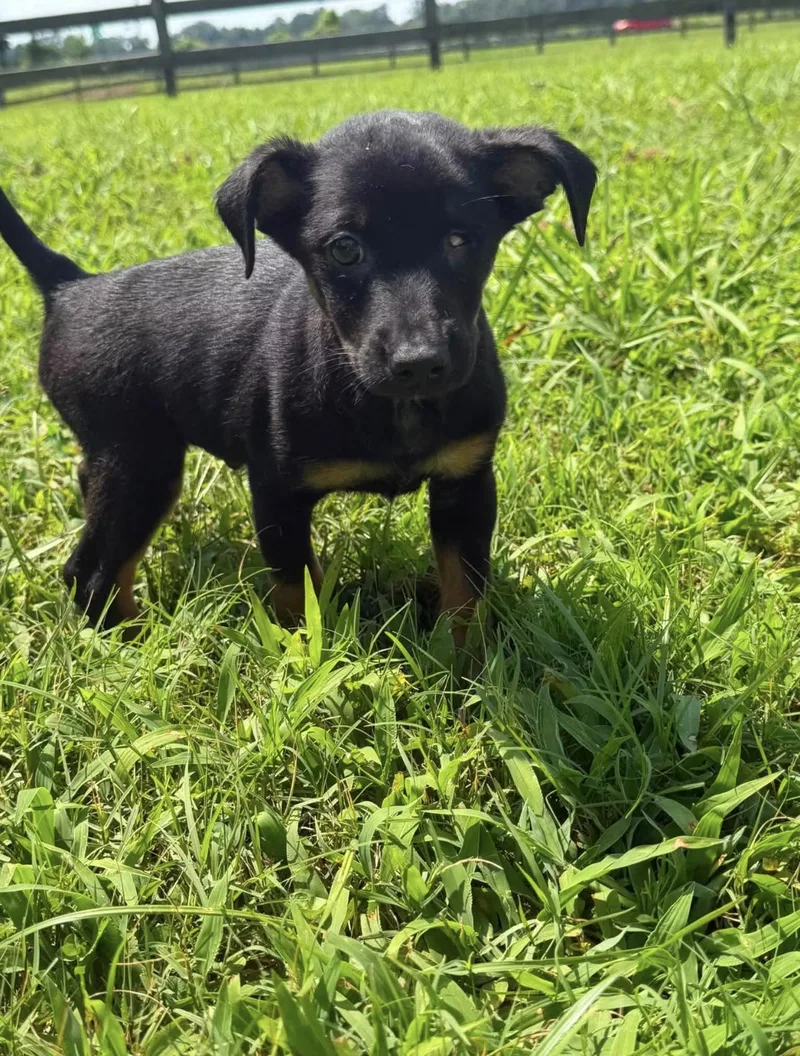 A young small-sized male Black Mixed Breed dog named Pirate for adoption in Vicksburg, MS