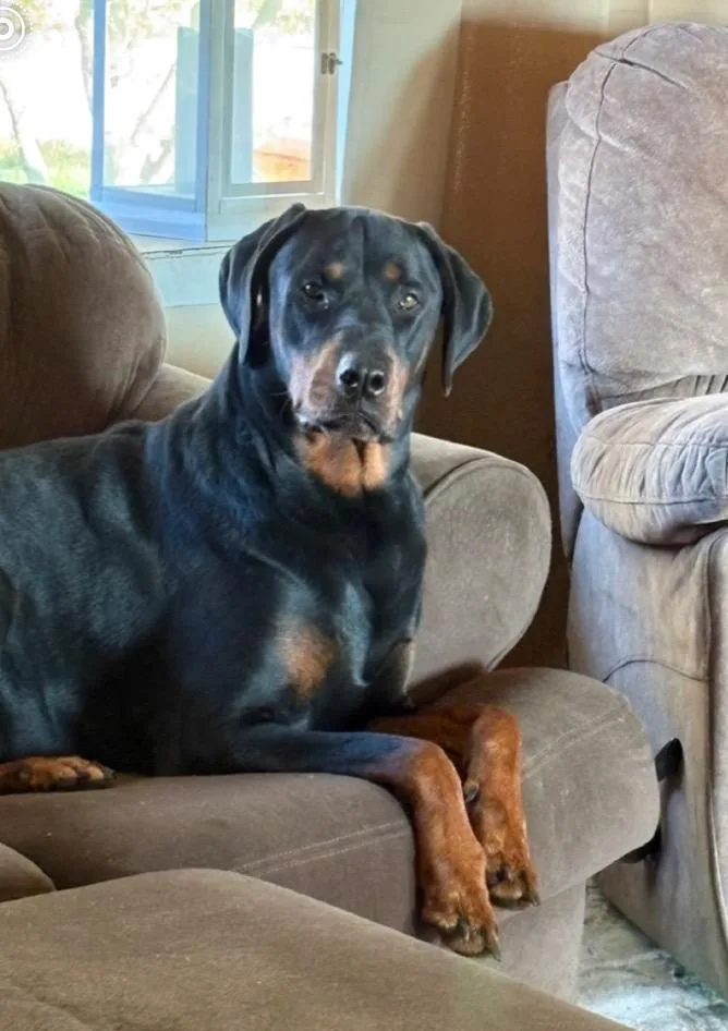 An adult large-sized male Bicolor Rottweiler dog named Winston for adoption in Kenhorst, PA