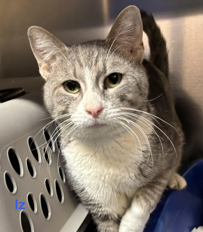 An adult medium-sized male Tabby (Gray / Blue / Silver) Tabby cat named Iz for adoption in Las Vegas, NV