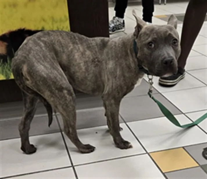 A young medium-sized female Pit Bull Terrier dog named Princess Bubble Gum for adoption in Derwood, MD