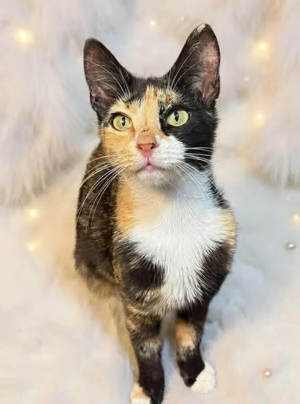 Coco Chanel