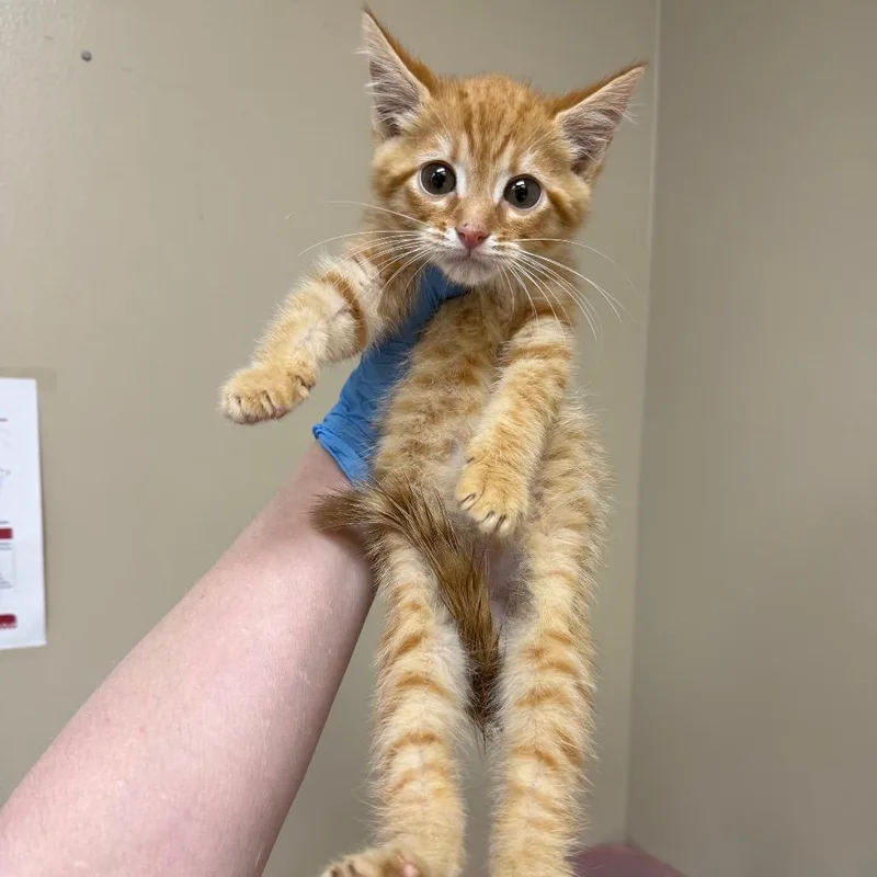 A baby small-sized male Orange / Red Domestic Short Hair cat named Nigel for adoption in Birmingham, AL