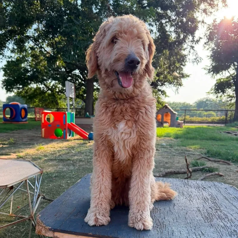 An adult medium-sized female Golden Goldendoodle dog named Georgia for adoption in Yukon, OK