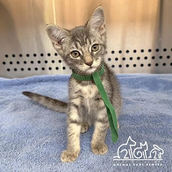 A baby small-sized female Domestic Short Hair cat named Sky for adoption in Irvine, CA