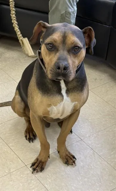Dog