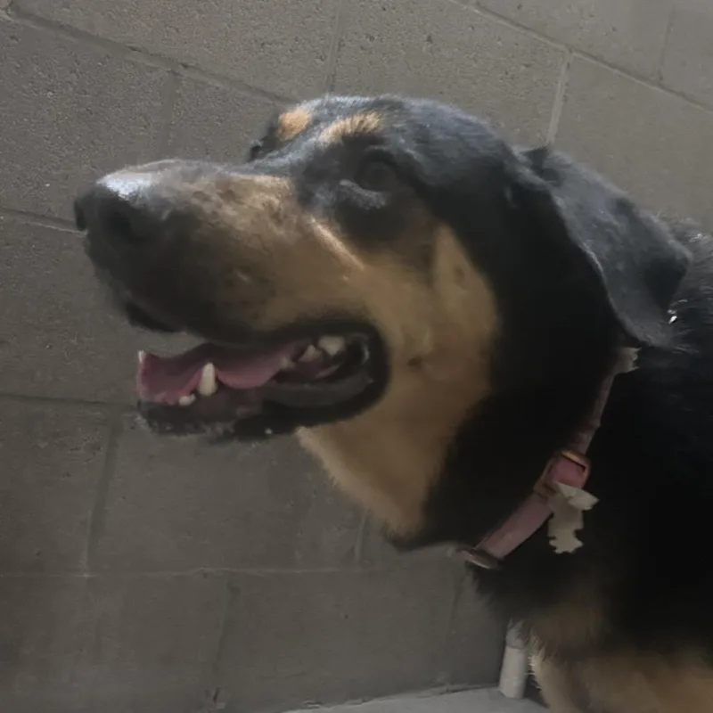 An adult large-sized male Black Shepherd dog named Jackson for adoption in Yuma, AZ
